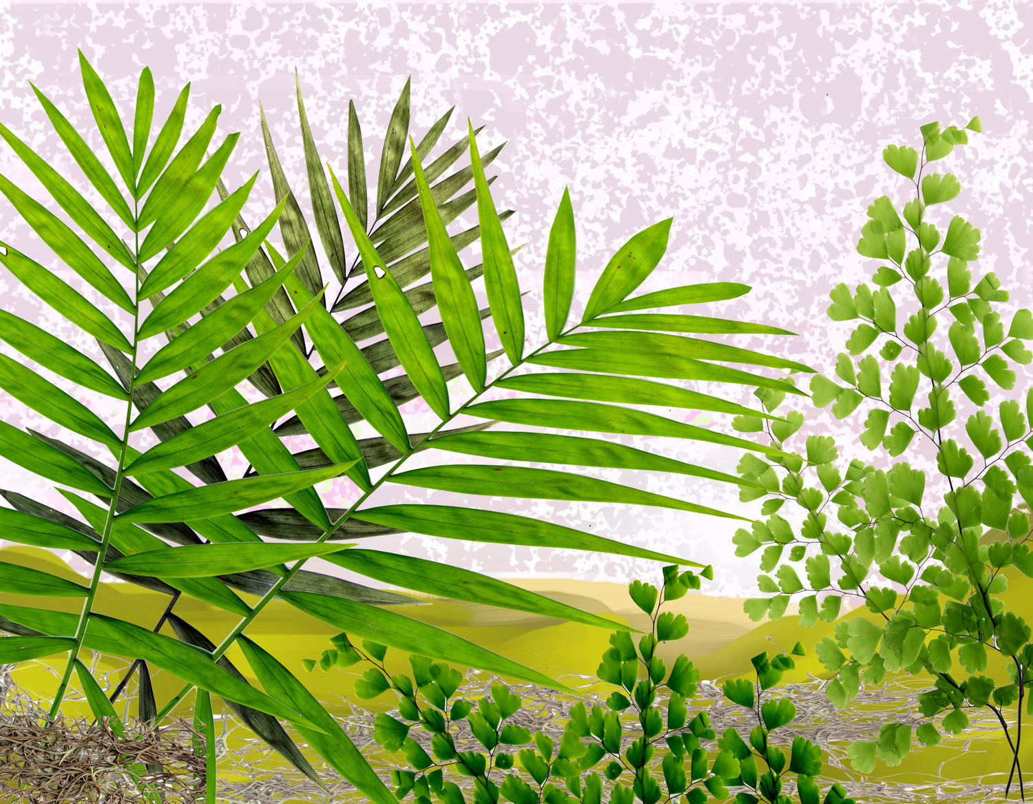 Palm Fern Fine Art Printing Gallery